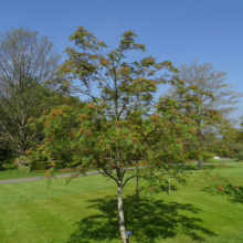 Sorbus 'Eastern Promise' tree with green leaves and clusters of red berries in a park setting against a blue sky