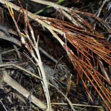 Syzygium maire aerial roots extending from trunk, brown and white tones, in natural forest floor setting