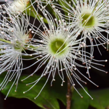 Syzygium maire blossom: Delicate white, thread-like petals radiate from a vibrant green center.