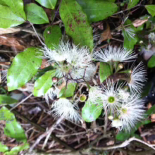 Syzygium maire flowers: white, spiky petals surround a green center, nestled among glossy green leaves and natural forest debris.