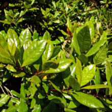 Syzygium maire: close-up of vibrant green, glossy leaves on a healthy plant.