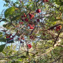 Syzygium maire tree branches laden with bright red berries amidst lush green foliage, illuminated by sunlight