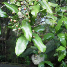 Syzygium maire branch with glossy green leaves, clusters of red flower buds, and fluffy white flowers in bloom.
