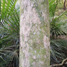 Syzygium maire trunk showing textured bark with green lichen, surrounded by lush ferns in a natural forest setting.