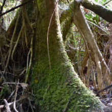 Moss-covered Syzygium maire tree trunk with exposed aerial roots in a lush, natural setting.