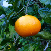 Ripe 'Seminole' Tangelo, bright orange, hanging on a tree branch with lush green leaves, fresh and ready to pick