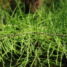 Taxodium distichum 'Ascendens Nutans' branch: Bright green needle-like leaves cascade from a thin, brown stem, creating a soft, feathery texture.
