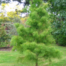 Taxodium distichum 'Ascendens Nutans'—a young, bright green bald cypress tree with soft, feathery needles and a pyramidal shape in a grassy garden setting