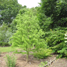 Taxodium distichum 'Ascendens Nutans' tree with bright green needles, growing in a garden setting with mulch and other greenery.