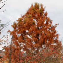 Taxodium distichum ‘Ascendens Nutans’ tree with vibrant orange foliage in autumn