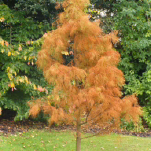 Taxodium distichum 'Ascendens Nutans' tree with feathery, copper-colored foliage in autumn, standing on a lawn