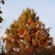 Taxodium distichum 'Ascendens Nutans' tree showing vibrant orange and green foliage against a clear sky.