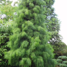 Taxodium distichum 'Ascendens Nutans' tree: Tall, green, feathery foliage cascades down the pyramidal form of this unique bald cypress cultivar.