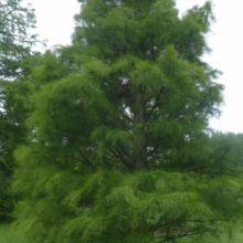 Taxodium distichum 'Ascendens Nutans' tree with bright green, feathery foliage and a sturdy, textured trunk in a grassy landscape.