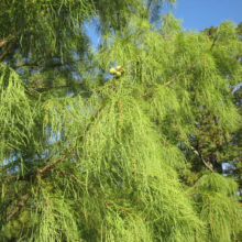 Taxodium distichum 'Ascendens Nutans' tree with bright green needle-like leaves and small, round green cones against a blue sky.