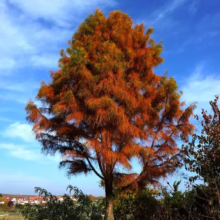 Taxodium distichum 'Ascendens Nutans' tree with vibrant orange and green foliage against a bright blue sky