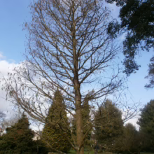 Taxodium distichum 'Ascendens Nutans' tree with bare branches against a blue sky in a garden setting.