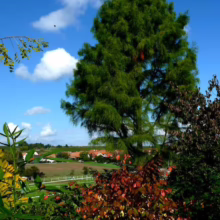 Taxodium distichum 'Ascendens Nutans' tree with feathery green foliage against a blue sky and landscape backdrop
