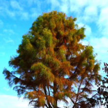 Taxodium distichum 'Ascendens Nutans' tree with green and bronze foliage against a bright blue sky