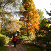 Taxodium distichum 'Ascendens Nutans' tree with vibrant orange autumn foliage in a garden setting, path and woman in red jacket
