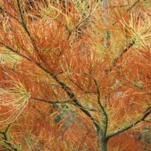 Taxodium distichum 'Ascendens Nutans' with feathery, orange-brown foliage. A deciduous conifer with a weeping habit, adding fall color.