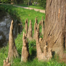 Taxodium distichum 'Ascendens Nutans' cypress knees rising from grassy bank near pond; textured tree trunk visible.
