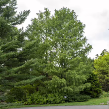 Taxodium distichum 'Ascendens Nutans' tree with soft, feathery green foliage and a pyramidal shape, adding a touch of elegance to the landscape.