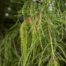Taxodium distichum 'Ascendens Nutans' branch: Light green, needle-like leaves and small cones create a graceful, drooping effect.