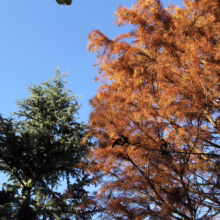 Taxodium distichum 'Ascendens Nutans' trees, one green and one with orange foliage against a clear blue sky