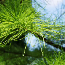 Bright green Taxodium distichum 'Ascendens Nutans' foliage. Feathery, needle-like leaves cascade from branches, creating a soft, textured effect.