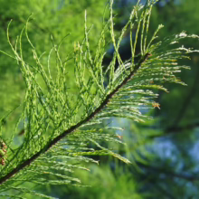 Taxodium distichum 'Ascendens Nutans' branch with delicate, light green needles against a blurred green backdrop