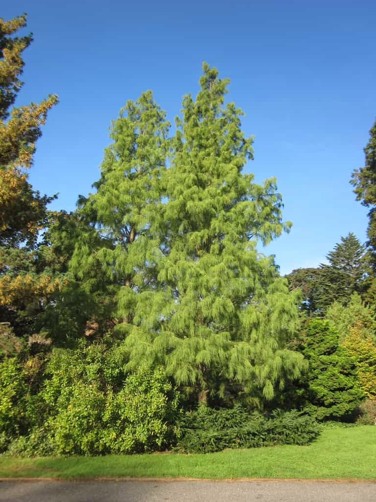 Taxodium distichum 'Ascendens Nutans' tree with vibrant green foliage against a clear blue sky in a lush garden setting.