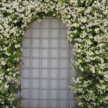 Star jasmine (Trachelospermum jasminoides) covers an arched metal gate, creating a lush floral entrance