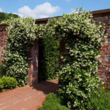 Brick archway densely covered in Trachelospermum jasminoides, showcasing abundant white star-shaped flowers and lush green foliage.