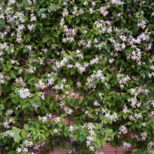 Wall covered in lush green Trachelospermum jasminoides, showcasing delicate, star-shaped white flowers.