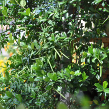 Lush green Trachelospermum jasminoides climbing a trellis, adding natural beauty and fragrance to any garden.