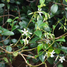 Trachelospermum jasminoides: glossy, dark green leaves and fragrant white, star-shaped flowers on winding vines.