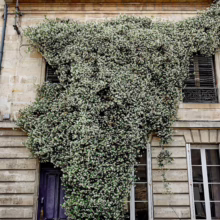 Trachelospermum jasminoides climbing a building facade, covering windows and a door with dense green foliage and small white flowers.