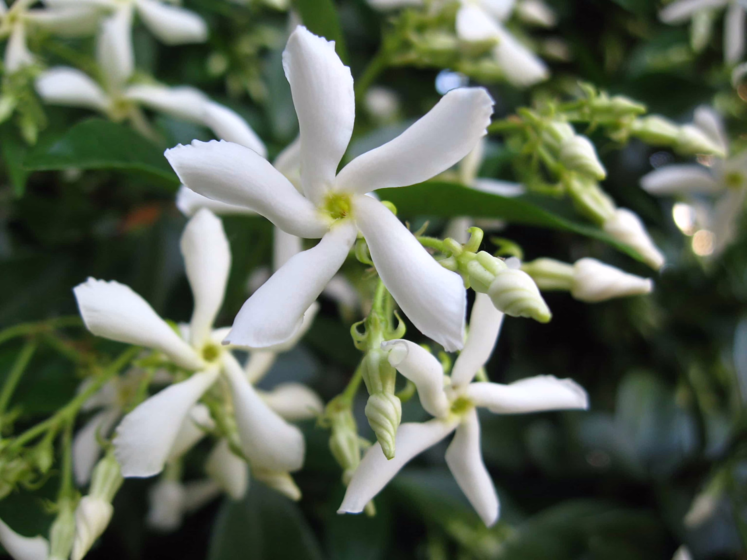 Trachelospermum jasminoides: Close-up of star jasmine's fragrant white flowers and green buds.