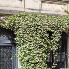Trachelospermum jasminoides in full bloom, cascading over a building's window and door, creating a lush floral display.