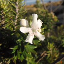 Westringia fruticosa flower, white with red spots, surrounded by small, green needle-like leaves.