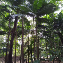 Archontophoenix alexandrae: Tall, slender palm trees in a lush green forest, sunlight dappling through the canopy above.