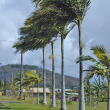 Tall Archontophoenix alexandrae palm trees stand in a row, their fronds blowing in the wind against a cloudy sky and green hillside.
