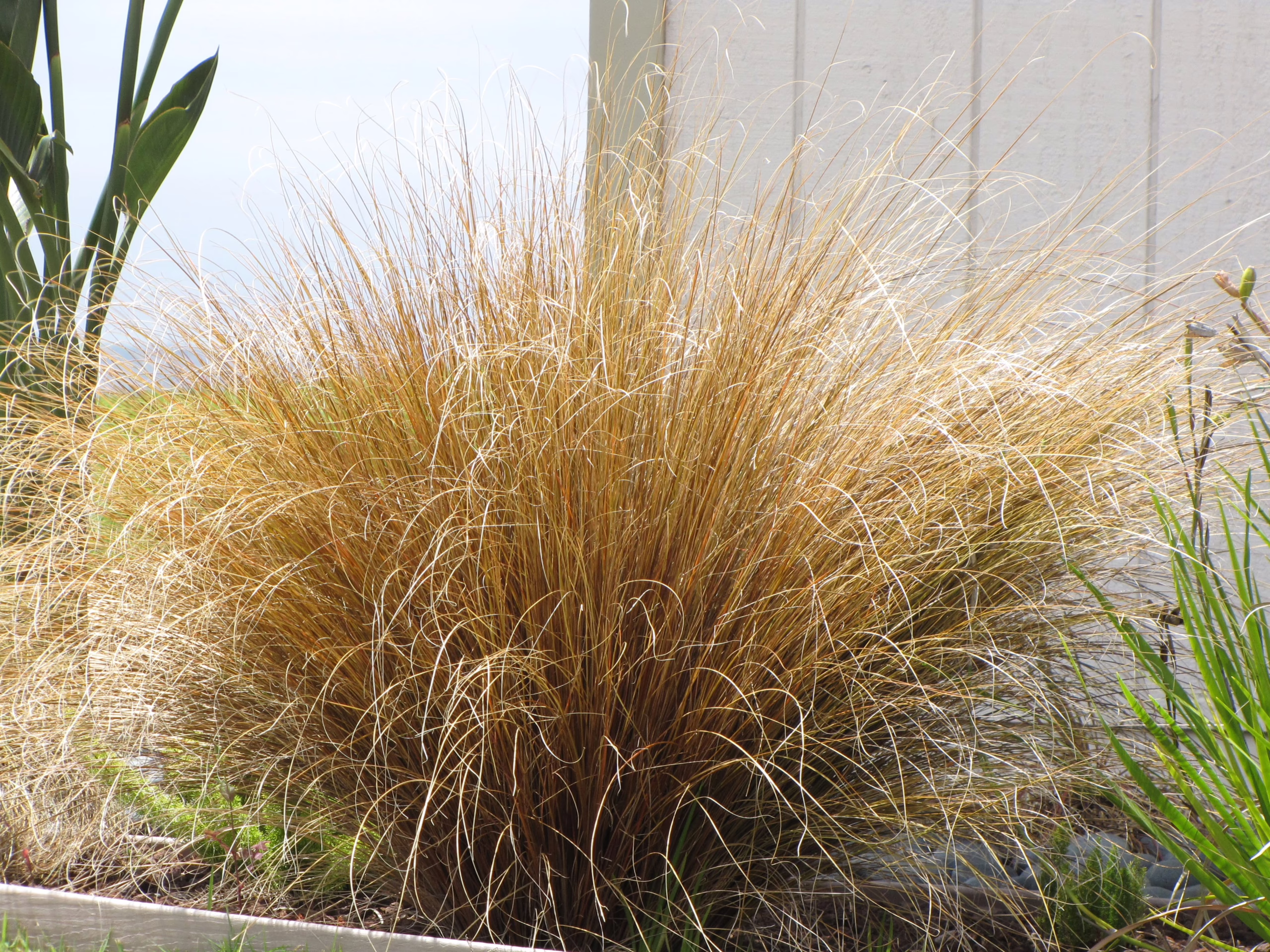 Carex buchananii: Bronze-colored ornamental grass forming a dense, rounded clump with fine, arching blades.