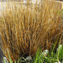 Carex buchananii, leatherleaf sedge ornamental grass with striking bronze foliage.
