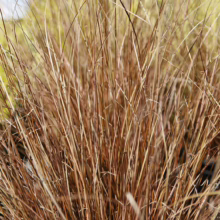 Carex buchananii, a clump-forming ornamental grass with fine, copper-brown foliage, adding texture and warmth to the garden.