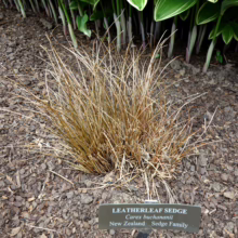 Carex buchananii, Leatherleaf Sedge: A clump of brown, grass-like foliage, adding texture to garden beds.