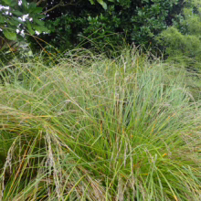 Clump of ornamental grass with green and tan blades, adding texture and movement to a garden landscape.