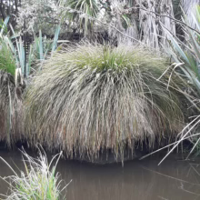 Large, cascading tussock grass clump with green and tan blades near water, creating a natural, textured landscape