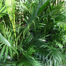 Lush green Areca palm plant with feathery fronds, creating a tropical indoor vibe.